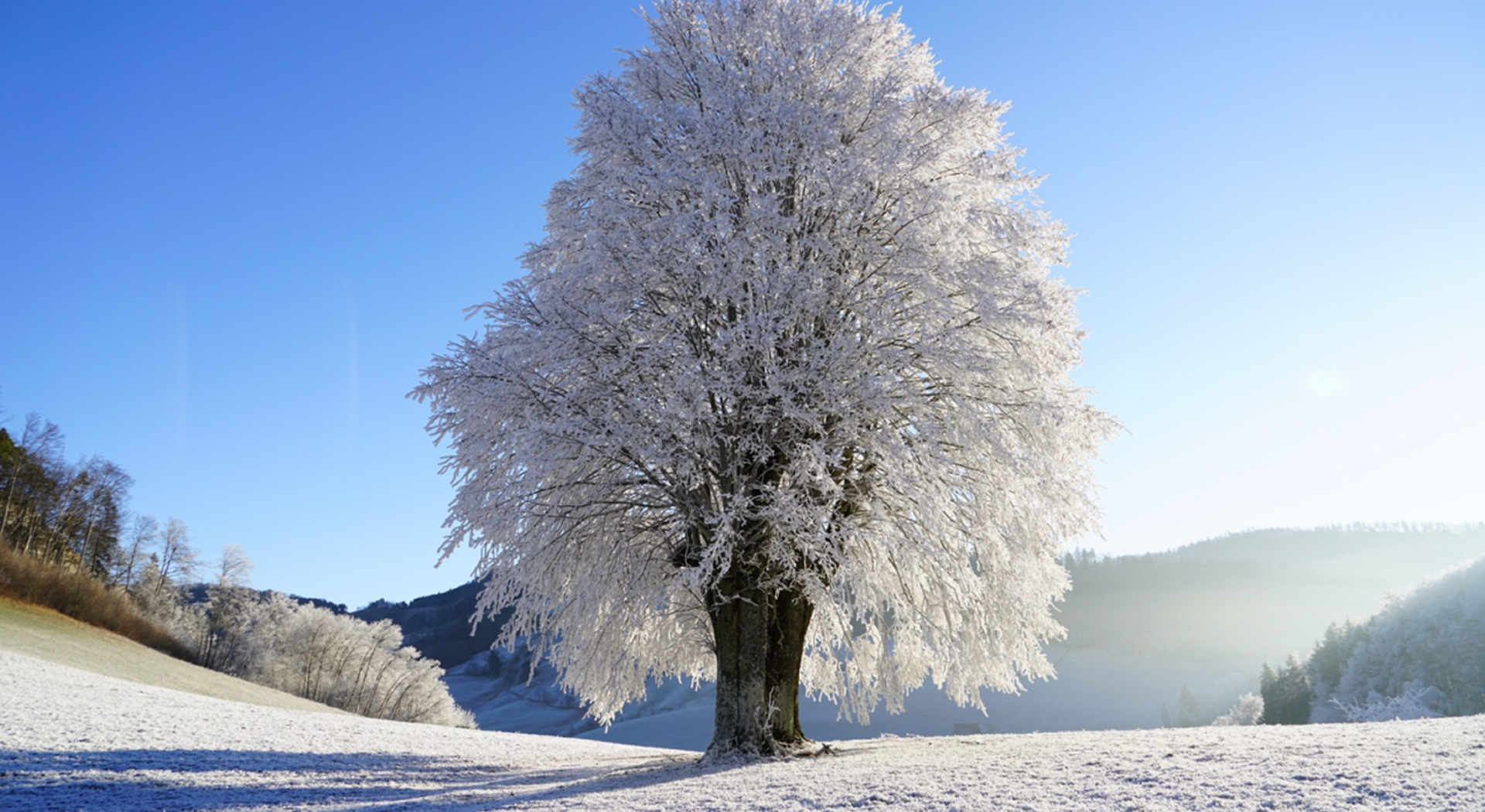 neve_albero