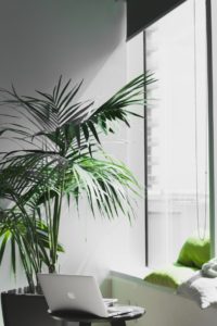 pianta ufficio feng shui